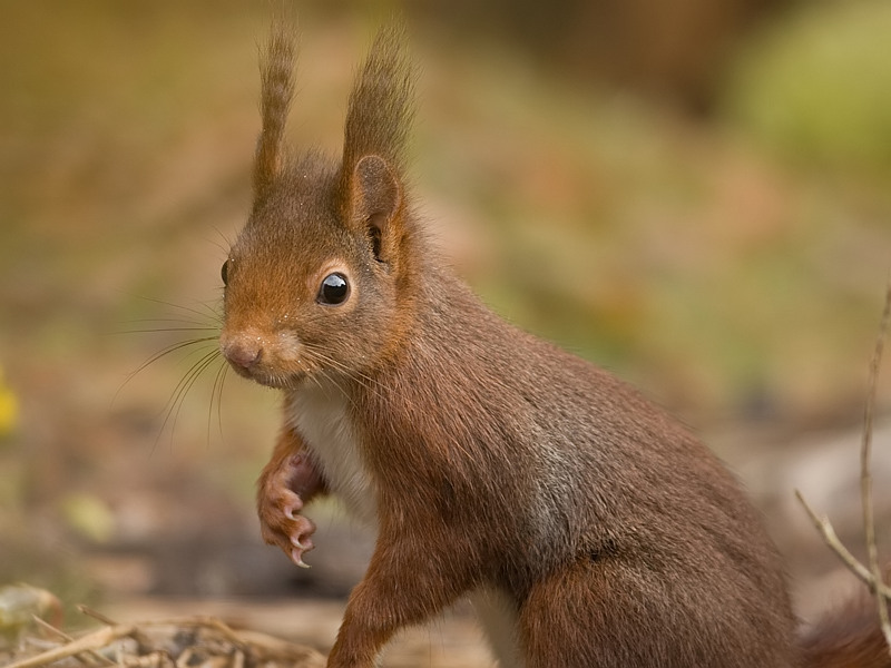 Sciurus vulgaris Eurasian Red Squirrel Eekhoorn